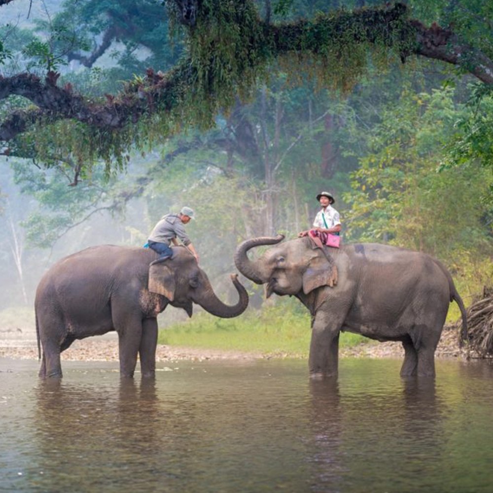 Aventura en elefante Chiang Mai para 2