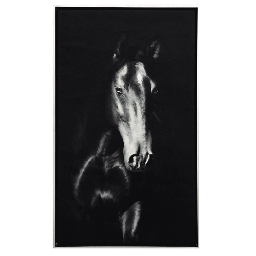 Black Horse Photograph 