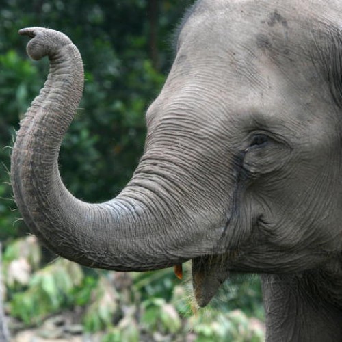Entrenamiento Mahout en el campo de elefantes de Mae Tang