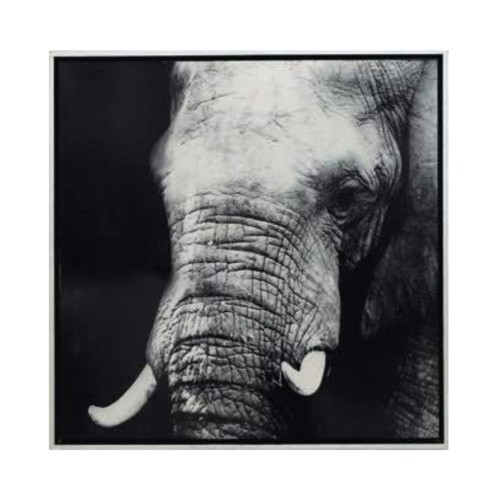 Elephant Photograph 